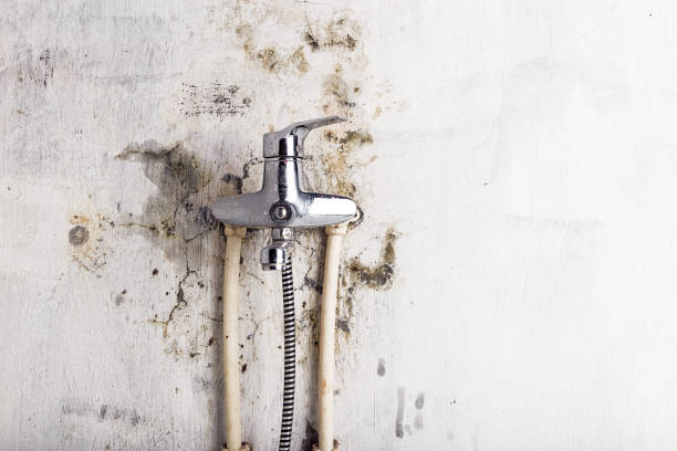 Best Certified Mold Removal  in Livermore, CA
