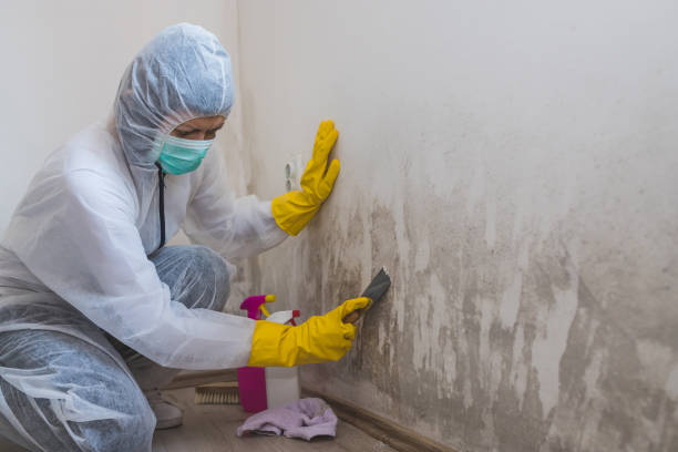 Best Local Mold Removal Service  in Livermore, CA