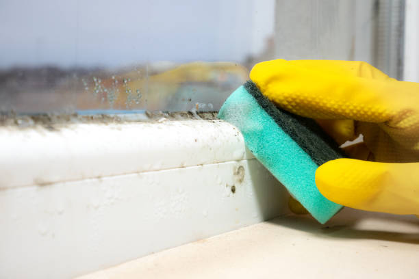 Professional Mold Removal in Livermore, CA