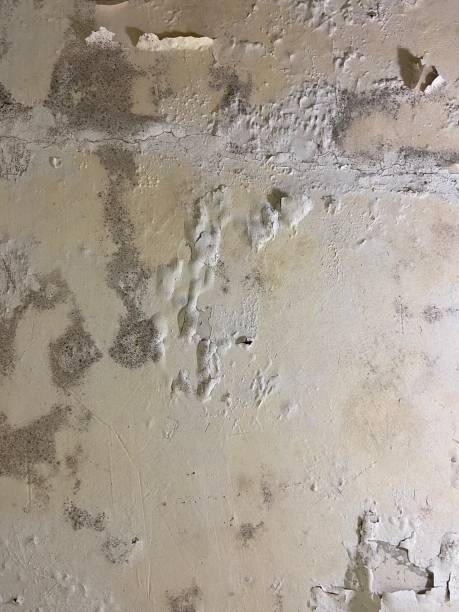 Best Professional Mold Removal  in Livermore, CA